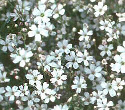 Babys Breath for Seed Packet Favors