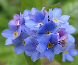 Forget Me Nots for Seed Favors