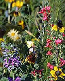 Wildflowers for Seed Favors